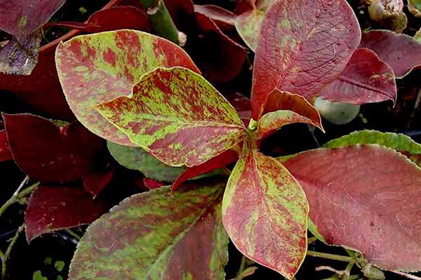 کاشت گل فردوس در گلدان